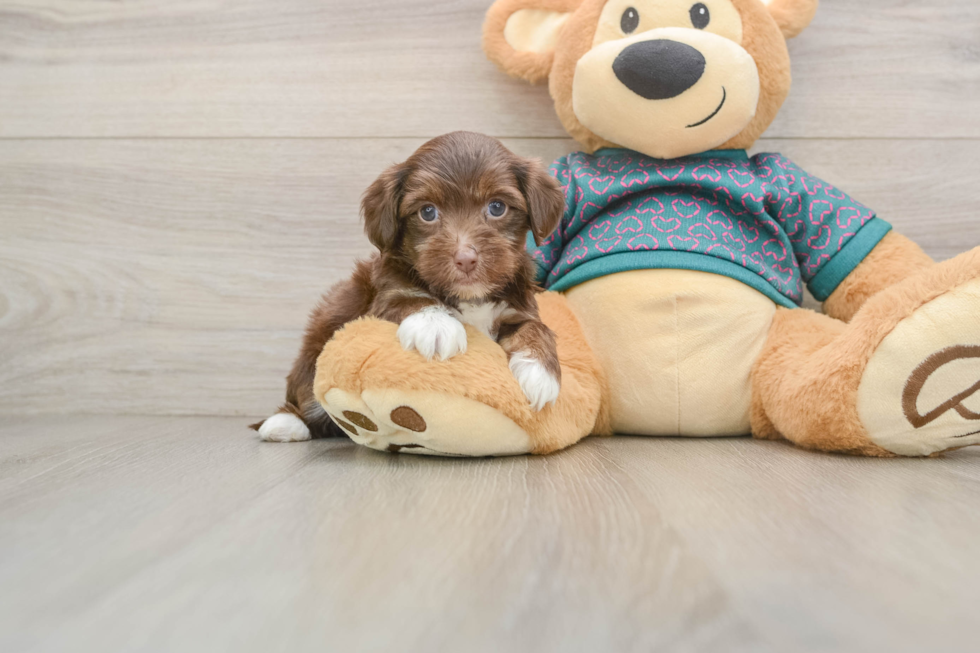 Sweet Yorkie Poo Baby