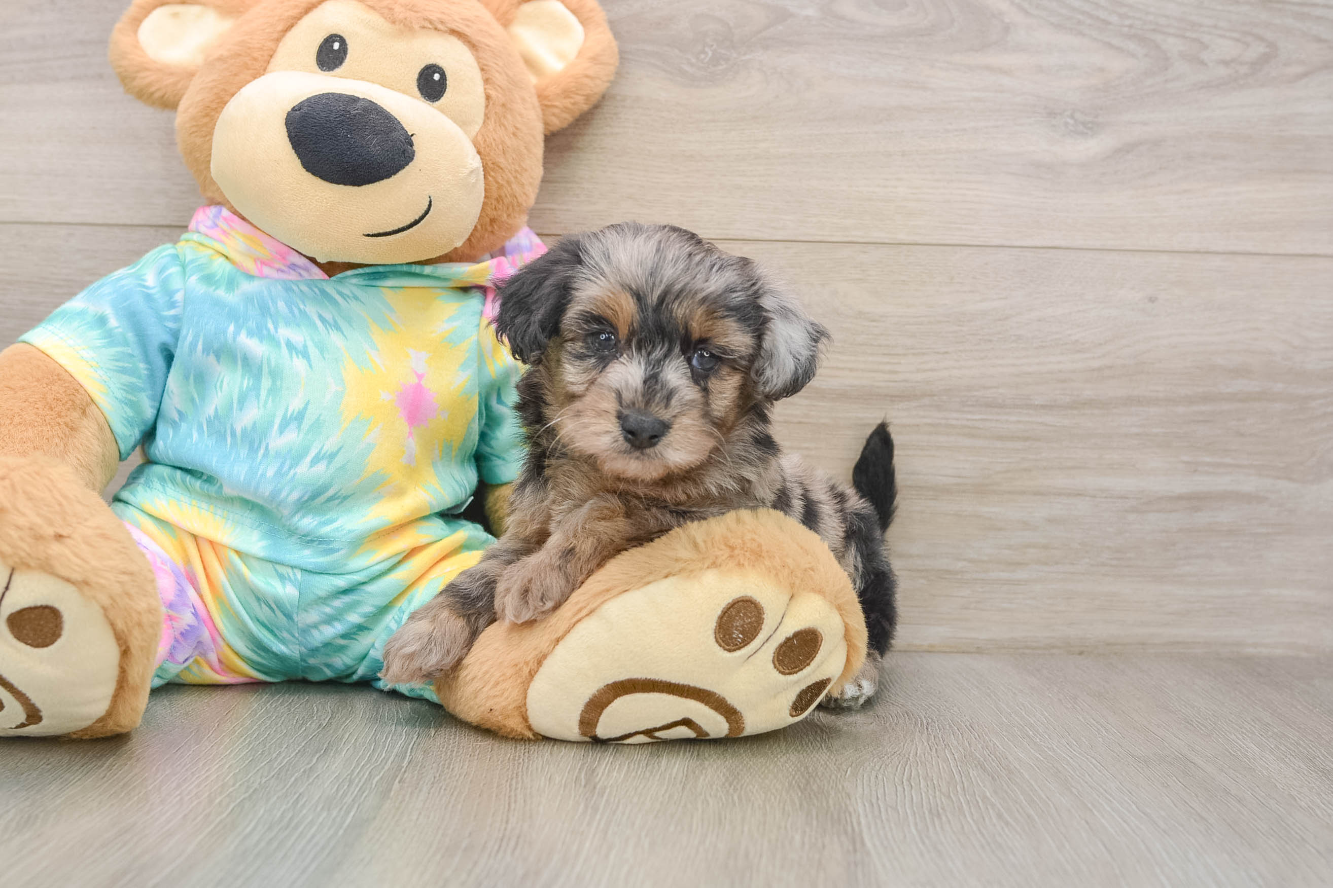 Yorkie Poo Pup Being Cute