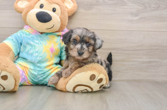 CHRISTIAN, a Yorkie Poo littermate