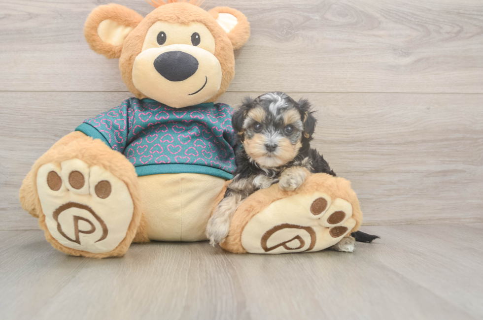 6 week old Yorkie Poo Puppy For Sale - Fairfield Furbabies