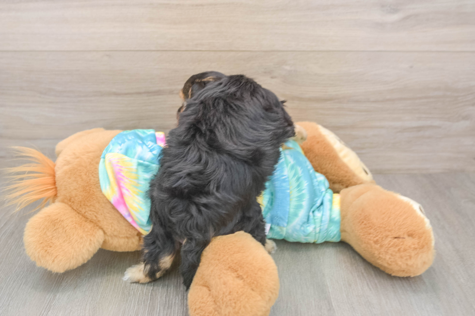 Sweet Yorkie Poo Baby