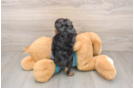 Hypoallergenic Yorkie Doodle Poodle Mix Puppy