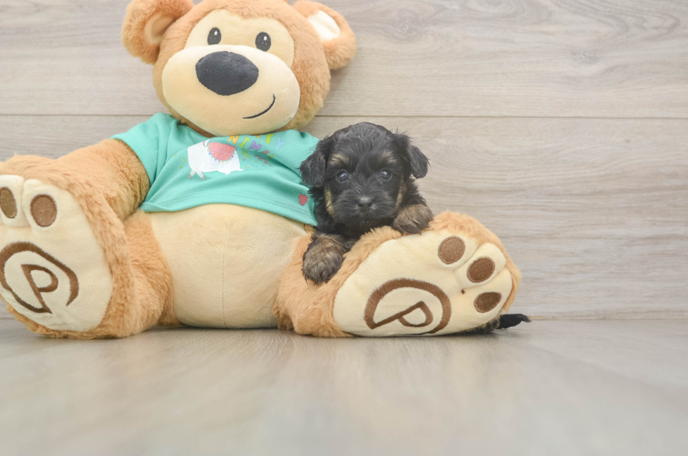 6 week old Yorkie Poo Puppy For Sale - Fairfield Furbabies
