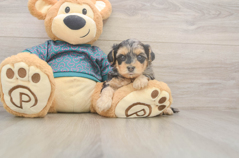 6 week old Yorkie Poo Puppy For Sale - Fairfield Furbabies
