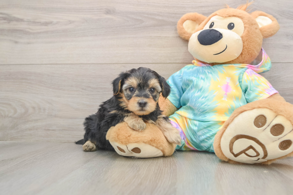 Best Yorkie Poo Baby