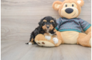 Yorkie Poo Puppy for Adoption
