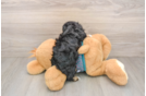 Yorkie Poo Pup Being Cute