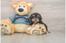 Yorkie Poo Pup Being Cute