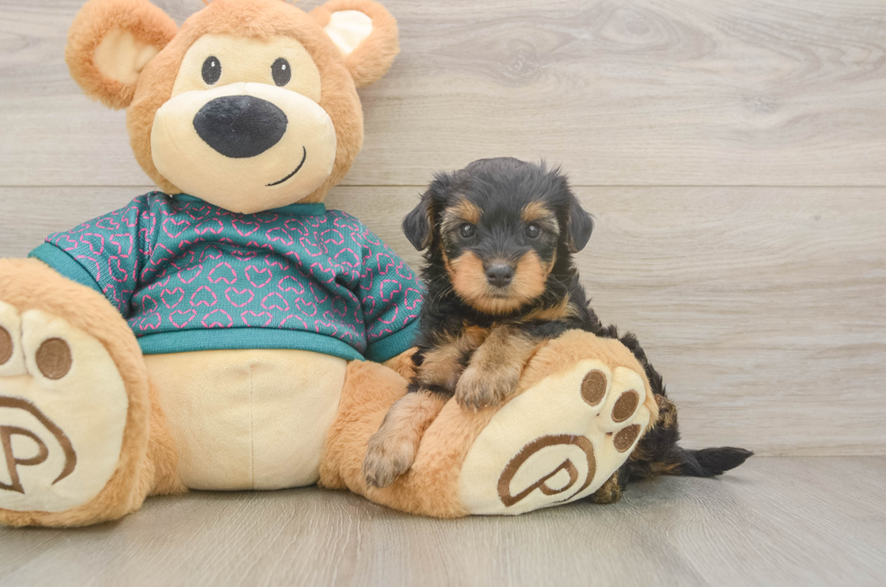 5 week old Yorkie Poo Puppy For Sale - Fairfield Furbabies
