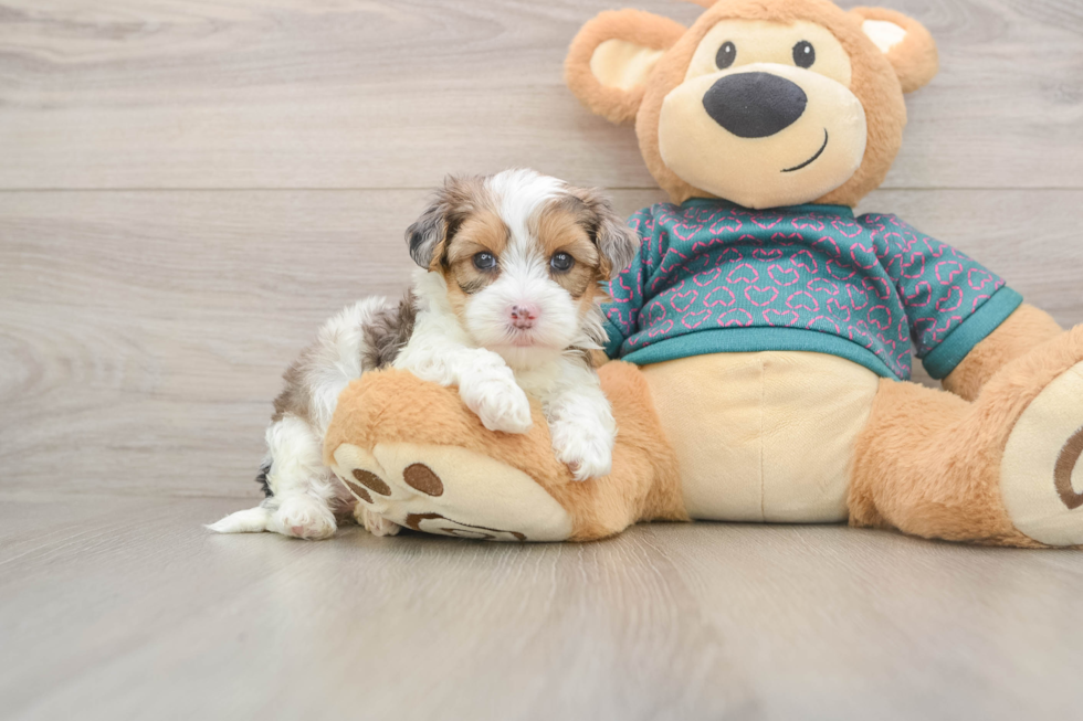 Yorkie Poo Puppy for Adoption