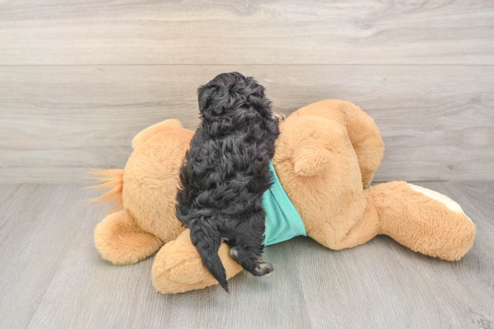 Best Yorkie Poo Baby