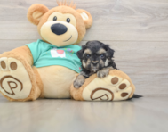 8 week old Yorkie Poo Puppy For Sale - Fairfield Furbabies