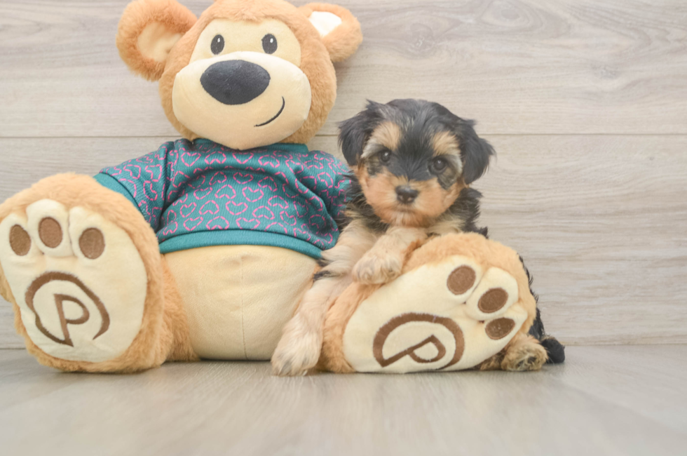 5 week old Yorkie Poo Puppy For Sale - Fairfield Furbabies