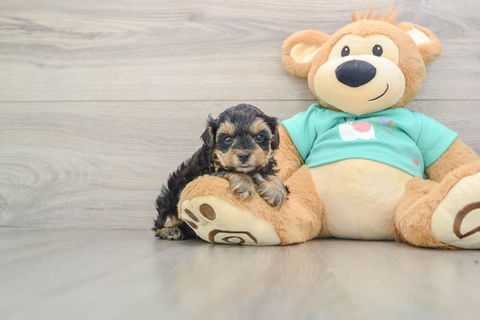 Best Yorkie Poo Baby