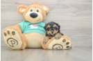 Petite Yorkie Poo Poodle Mix Pup