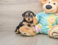 8 week old Yorkie Poo Puppy For Sale - Fairfield Furbabies