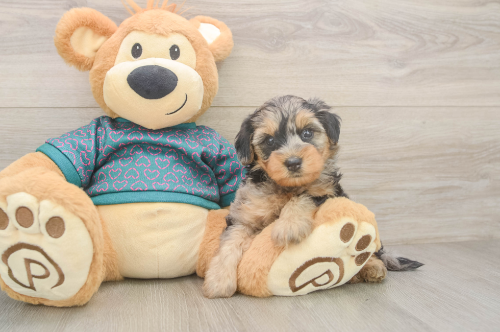 5 week old Yorkie Poo Puppy For Sale - Fairfield Furbabies