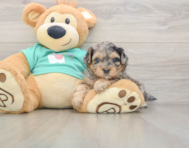 8 week old Yorkie Poo Puppy For Sale - Fairfield Furbabies