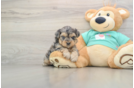 Yorkie Poo Puppy for Adoption
