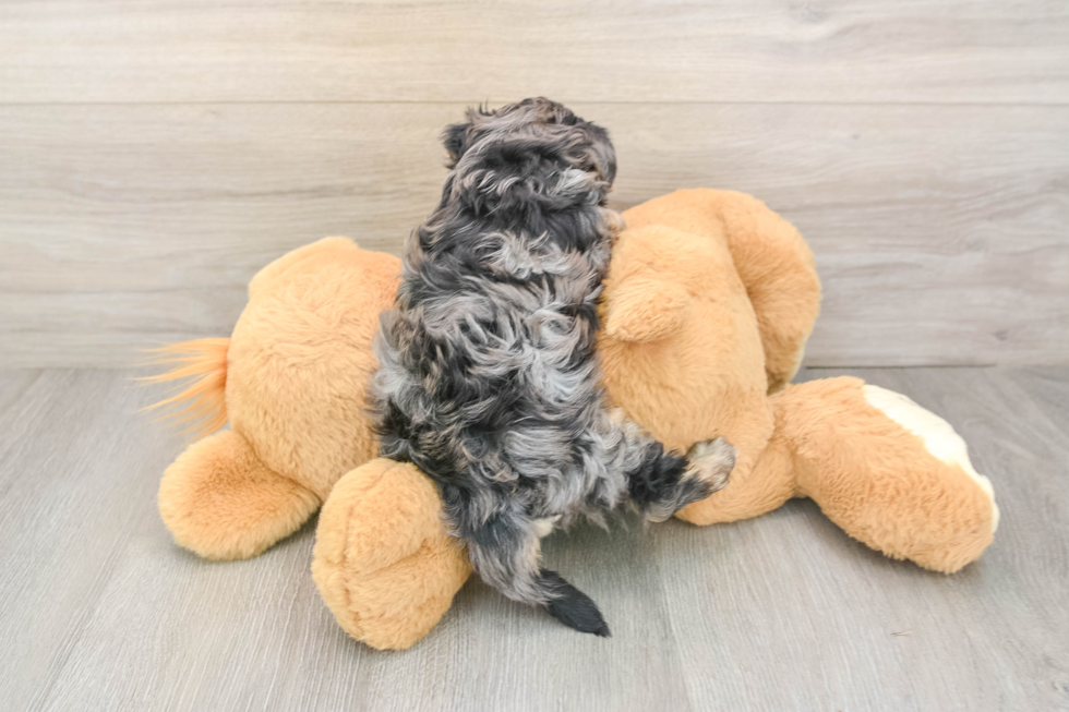 Best Yorkie Poo Baby