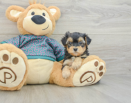 6 week old Yorkie Poo Puppy For Sale - Fairfield Furbabies
