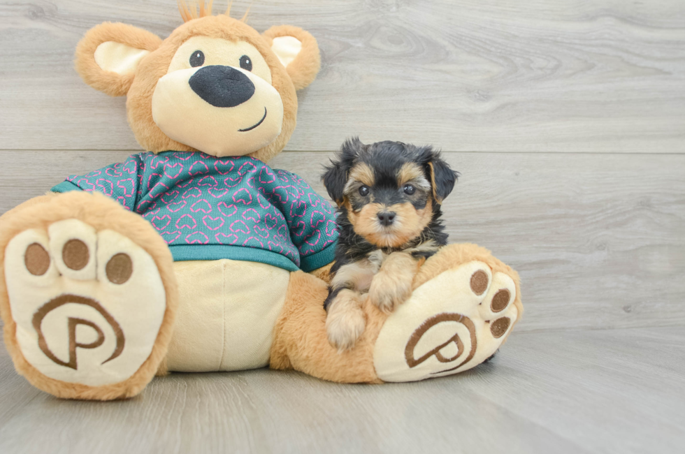 6 week old Yorkie Poo Puppy For Sale - Fairfield Furbabies