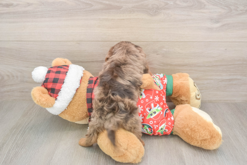 Sweet Yorkie Poo Baby