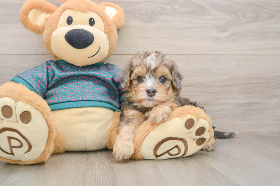Petite Yorkie Poo Poodle Mix Pup