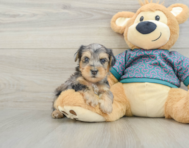 6 week old Yorkie Poo Puppy For Sale - Fairfield Furbabies