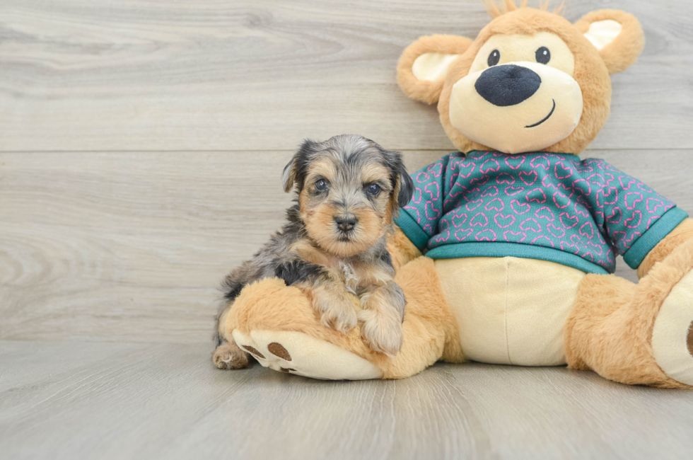 6 week old Yorkie Poo Puppy For Sale - Fairfield Furbabies