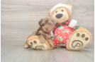 Yorkie Poo Pup Being Cute