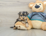 6 week old Yorkie Poo Puppy For Sale - Fairfield Furbabies