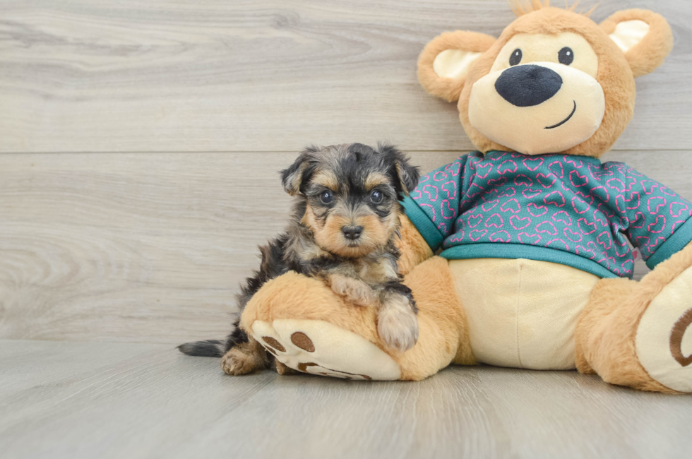 6 week old Yorkie Poo Puppy For Sale - Fairfield Furbabies