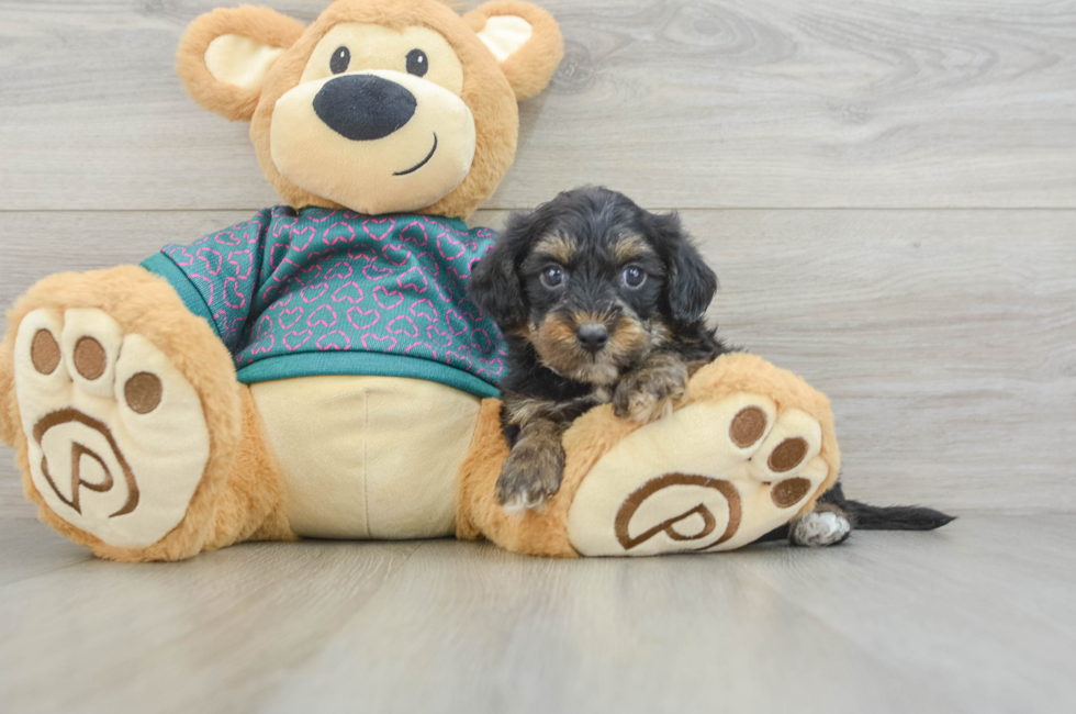 8 week old Yorkie Poo Puppy For Sale - Fairfield Furbabies