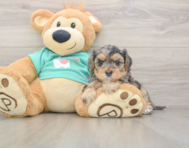 8 week old Yorkie Poo Puppy For Sale - Fairfield Furbabies