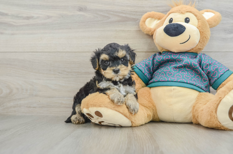 8 week old Yorkie Poo Puppy For Sale - Fairfield Furbabies