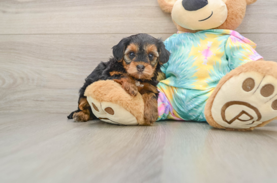 ELIZA, a Yorkie Poo littermate