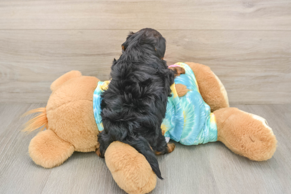 Playful Yo Yo Poo Poodle Mix Puppy