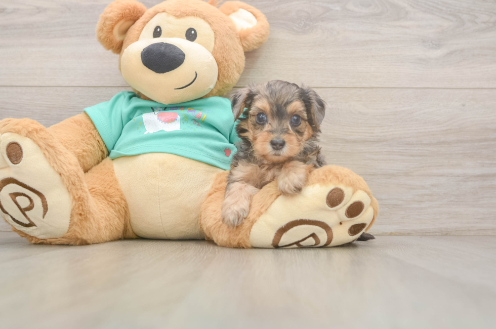 7 week old Yorkie Poo Puppy For Sale - Fairfield Furbabies