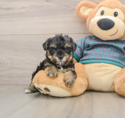 8 week old Yorkie Poo Puppy For Sale - Fairfield Furbabies