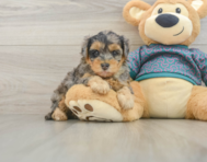 7 week old Yorkie Poo Puppy For Sale - Fairfield Furbabies