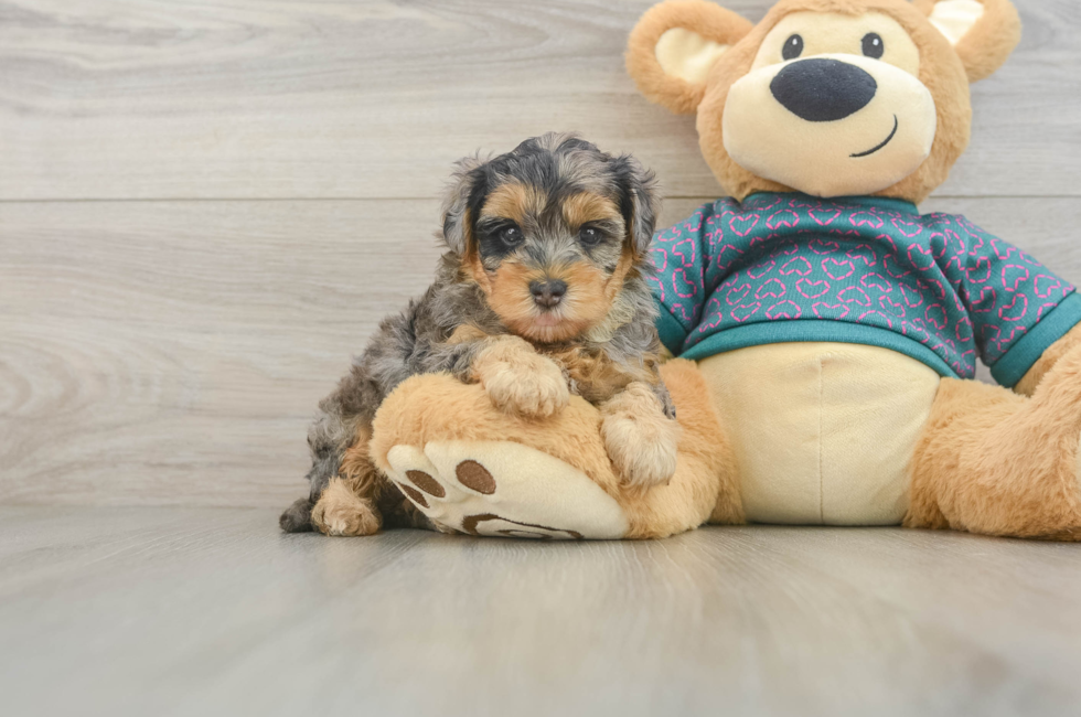 7 week old Yorkie Poo Puppy For Sale - Fairfield Furbabies