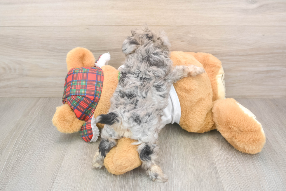 Yorkie Poo Puppy for Adoption