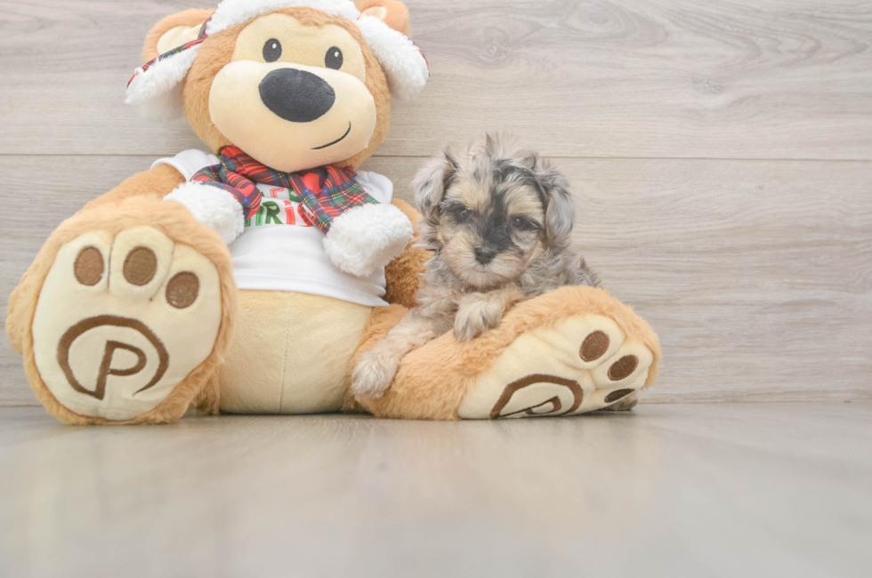 6 week old Yorkie Poo Puppy For Sale - Fairfield Furbabies