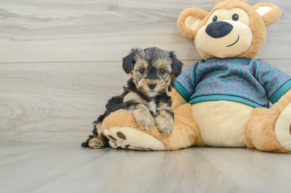 8 week old Yorkie Poo Puppy For Sale - Fairfield Furbabies