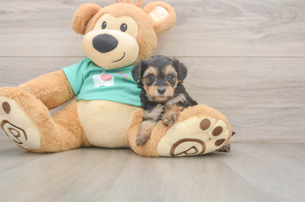 7 week old Yorkie Poo Puppy For Sale - Fairfield Furbabies