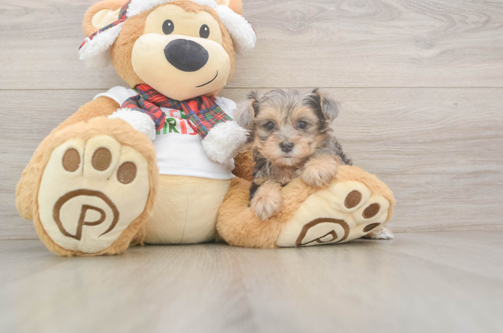 6 week old Yorkie Poo Puppy For Sale - Fairfield Furbabies