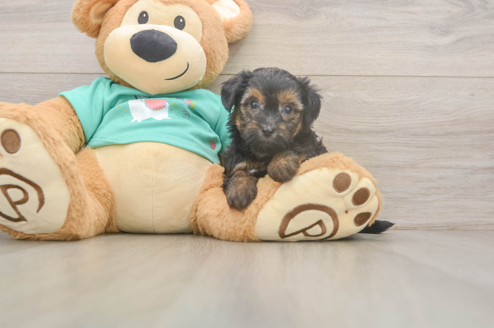 7 week old Yorkie Poo Puppy For Sale - Fairfield Furbabies
