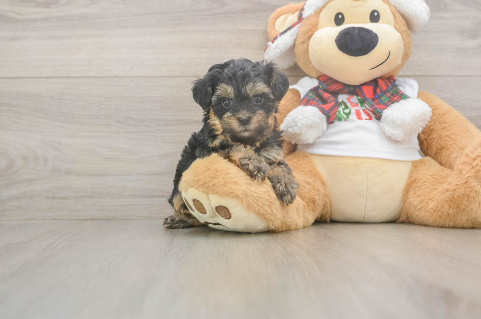 6 week old Yorkie Poo Puppy For Sale - Fairfield Furbabies