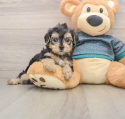 8 week old Yorkie Poo Puppy For Sale - Fairfield Furbabies